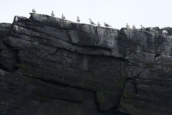 Seagulls on rocks, MoskenesAzA┼¥y, Lofoten, Norway, Scandinavia, Europe