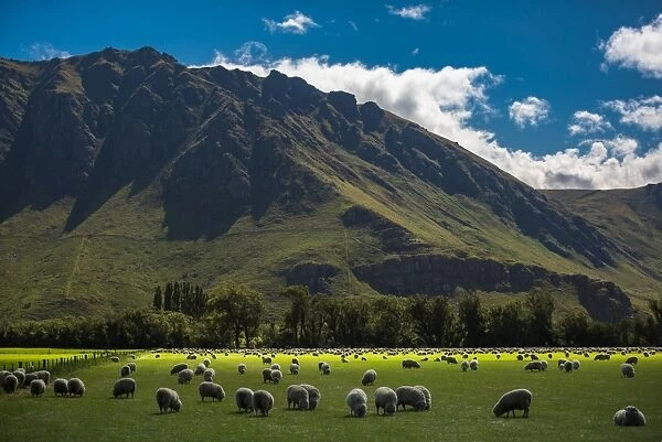 sheepherd in the field