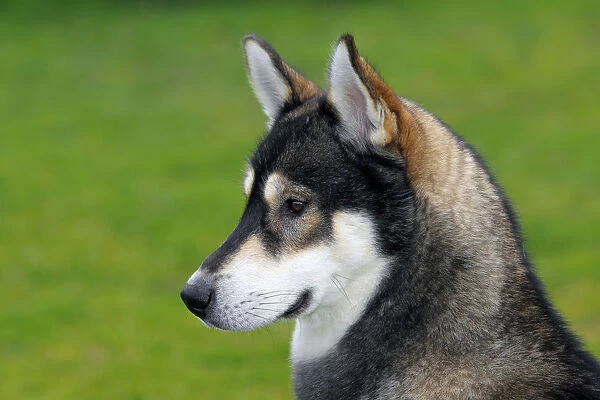 Siberian Husky -Canis lupus familiaris-, one year old male, portrait