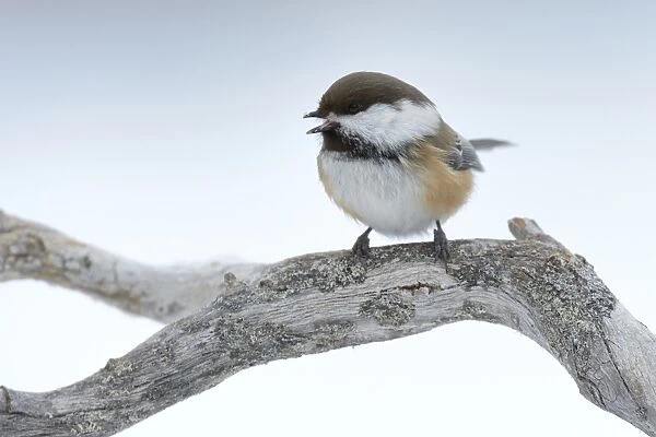Siberian Tit or Alaska Chickadee -Poecile cinctus- perched on a pine branch in the snow, Oulanka National Park, Kuusamo, Lapland, Finland