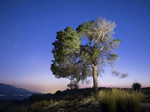 Silhouette of a great pine on a blue sky starred with moonlight