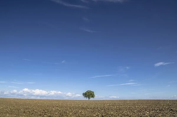 Single tree on a field, Mainz Bingen district, Rhineland-Palatinate, Germany, Europe