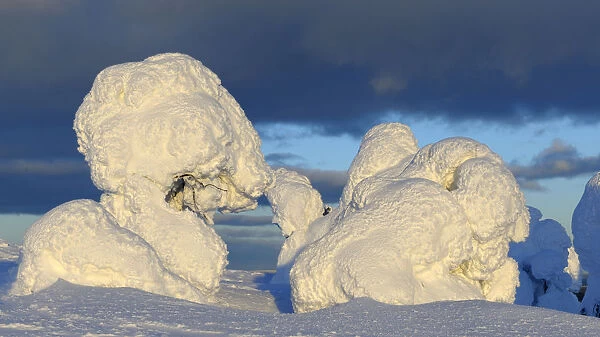 Snow-covered pines in Rukatunturi, Kuusamo, Lapland, Finland