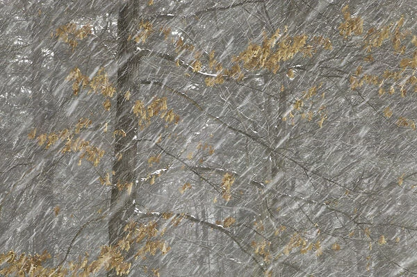 Snow falling in decidous forest