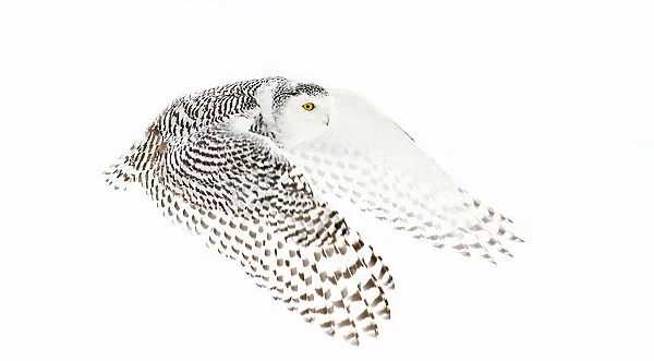 Snowy Owl in winter