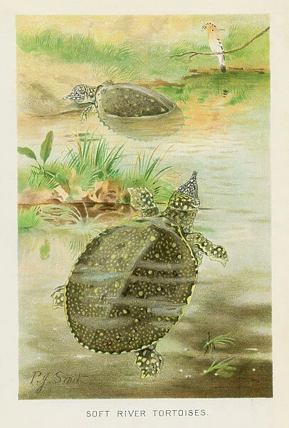 Soft river tortoise chromolithograph 1896