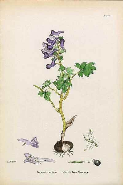 Solid Bulbous Fumitory, Corydalis solida, Victorian Botanical Illustration, 1863