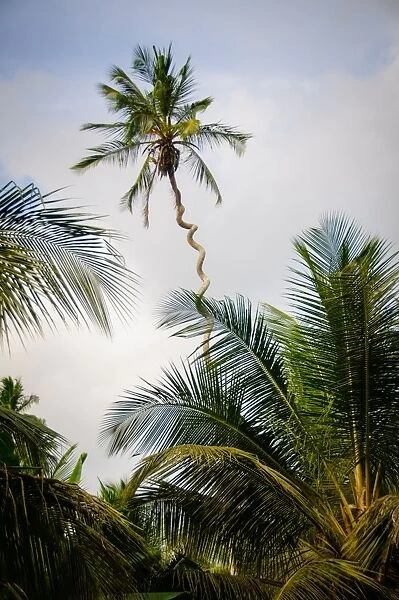 Spiral Palm Tree