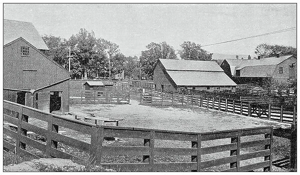 Sport and pastimes in 1897: Racing horses training farm, Vermont