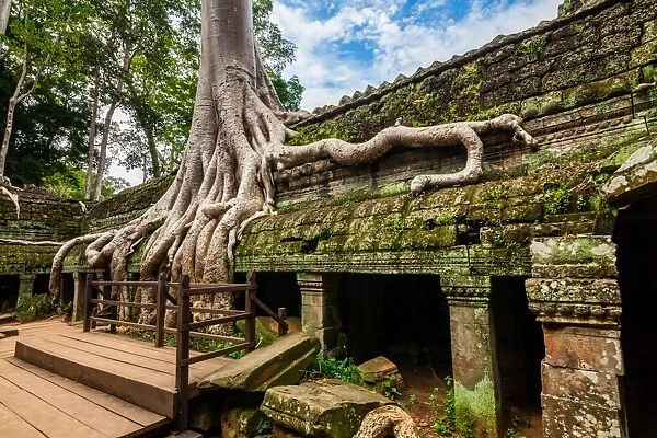 Spung tree cover Ta Prohm temple in Siem Reap, Cambodia