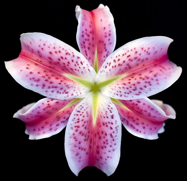 Lily. Stargazer lily