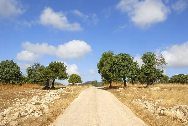 Straight path through the landscape, Carob Trees (Ceratonia siliqua), near Neo Chorio, Akamas, Southern Cyprus, Republic of Cyprus, Mediterranean Sea, Europe