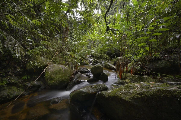 Stream in the rainforest of Marojejy, Madagascar