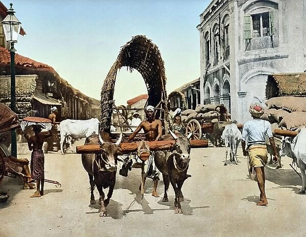 Street scene with an ox cart in Colombo, Ceylon, c. 1890, Sri Lanka, Historic, digitally restored reproduction from an original of the period
