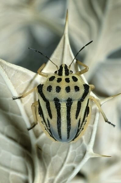 Striped Shieldbug (Graphosoma semipunctatum), Leptokaria, Greece, Europe