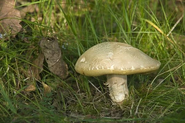 Summer Cep mushroom (Boletus reticulatus)