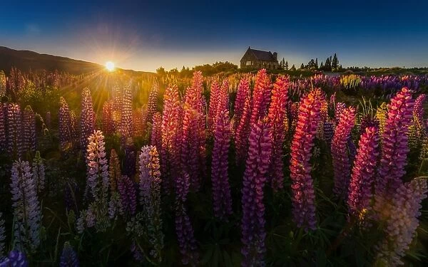 Sunrise view of Lupines field