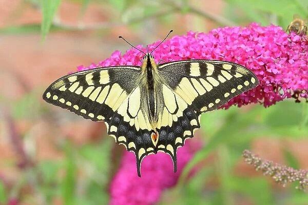 Swallowtail (Papilio machaon), sucking nectar on summer lilac (Buddleja davidii) Neunkirchen im Siegerland, North Rhine-Westphalia, Germany