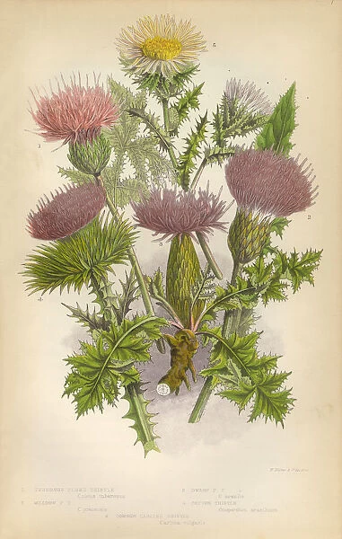 Thistle, Milk Thistle, Plume Thistle, Scotland, Victorian Botanical Illustration
