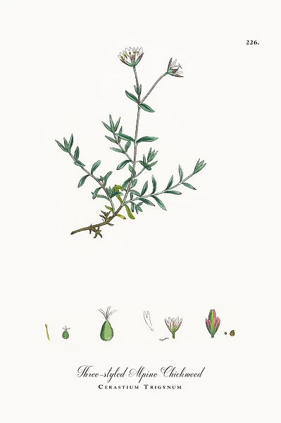 Three-styled Alpine Chickweed, Cerastium Trigynum, Victorian Botanical Illustration, 1863