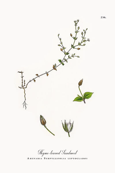 Thyme-leaved Sandwort, Arenaria Serpyllifolia, Victorian Botanical Illustration, 1863