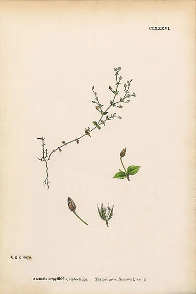 Thyme-leaved Sandwort, Arenaria Serpyllifolia, Victorian Botanical Illustration, 1863