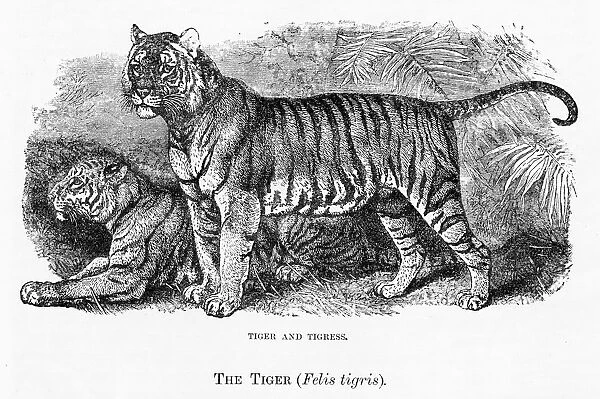 Tiger engraving 1894