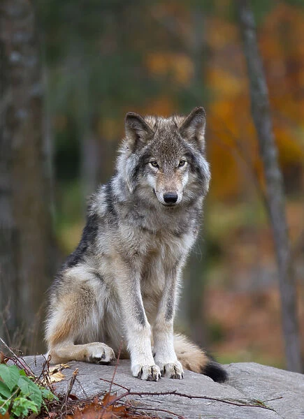 Timber Wolf 17