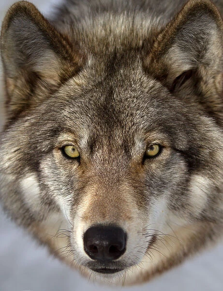 Timber wolf closeup