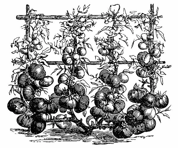 Tomatoes. Engraved illustration of tomatoes