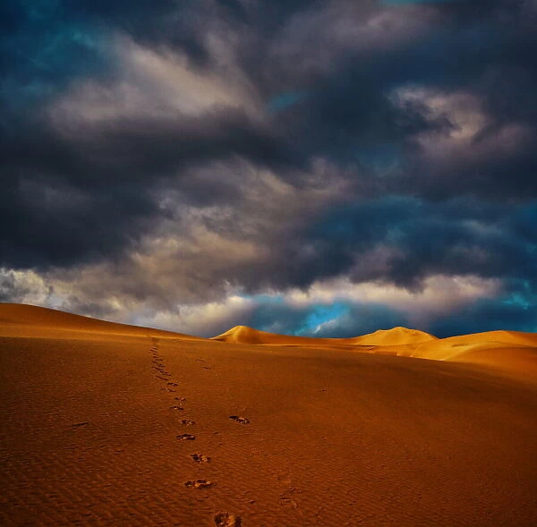 Tracks. Dunes with dog tracks leading into image with cloudy sky above