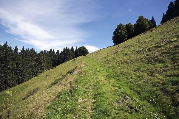 Trail on a steep slope at Rottecksattel in the Black Forest, Baden-Wuerttemberg, Germany, Europe