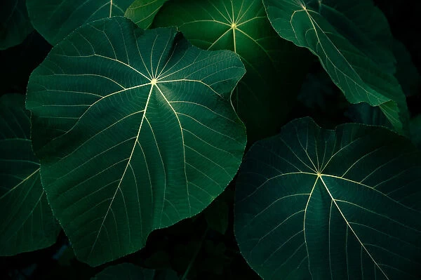 tropical leaves flower on dark tropical foliage nature background dark green foliage