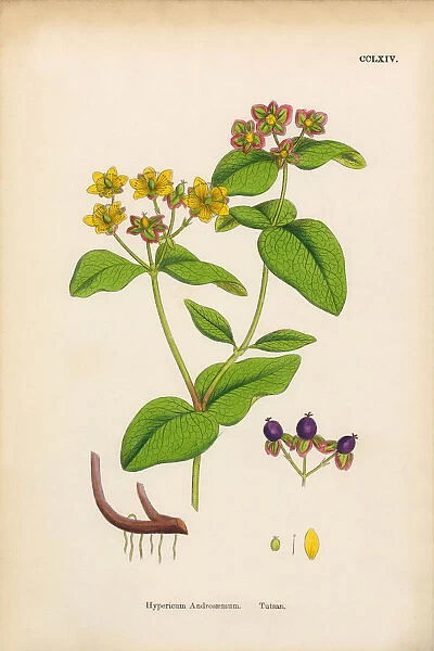 Tutsan, Hypericum Androsaemum, Victorian Botanical Illustration, 1863