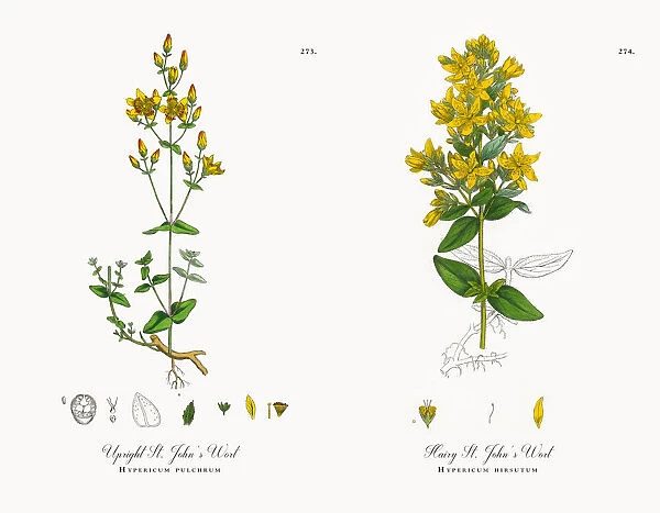 Upright St. Johnas Wort, Hypericum pulchrum, Victorian Botanical Illustration, 1863