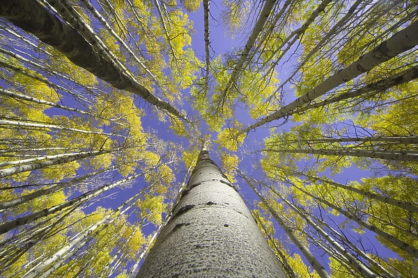 USA, Colorado, autumnal aspen grove, low angle view (focus on trunk)