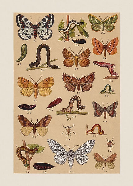 Various butterflies (Geometridae), chromolithograph, published in 1892