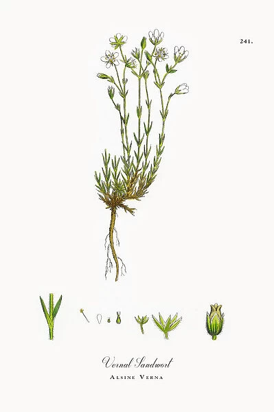 Vernal Sandwort, Alsine Verna, Victorian Botanical Illustration, 1863