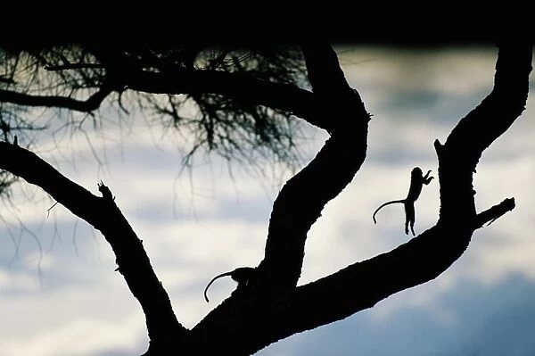 Vervet monkey (Cercopithecus aethiops) in acacia tree, sunset