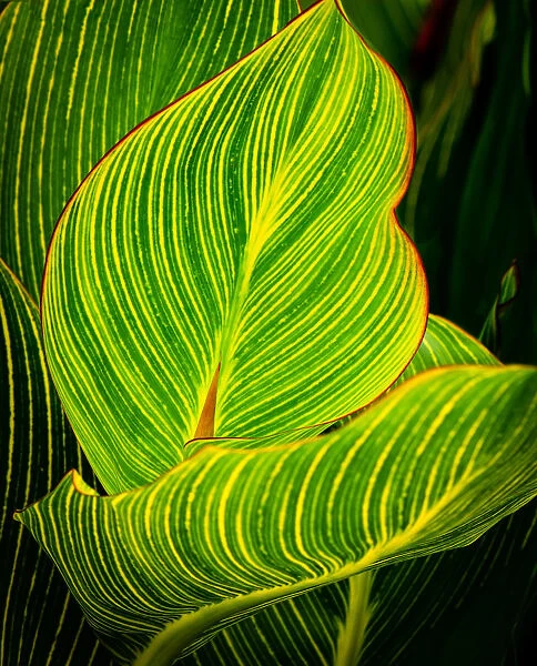 Vibrant Striped Green and yellow Leaves of Canna