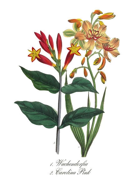Victorian Botanical Illustration of Carolina Pink and Wachendorfia