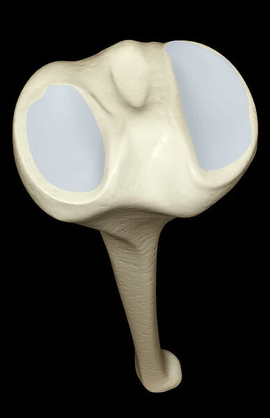 above view, anatomy, back view, black background, bone, bone structure, bones, close-up view