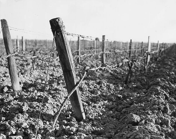 Vineyard. April 1955: A vineyard in Burgundy with the vines not yet in leaf