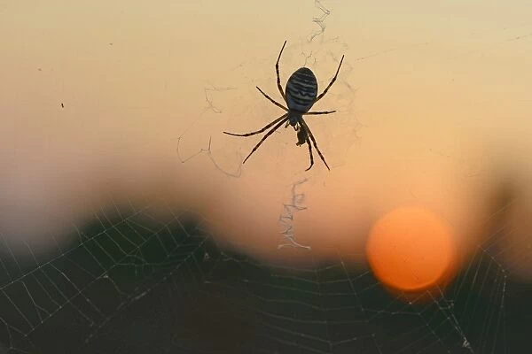 Wasp Spider -Argiope bruennichi- on a spiders web, Emsland, Lower Saxony, Germany