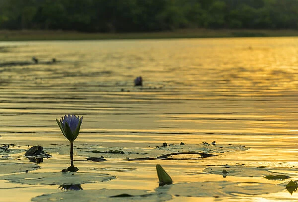 waterlily s. Mazvikadei Lake, Mashonaland North, Zimbabwe
