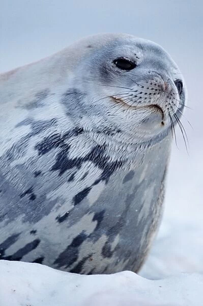 Weddell seal (Leptonychotes weddellii) on ice, close-up