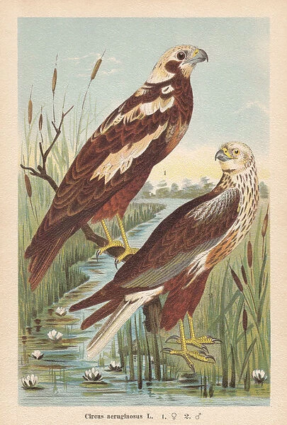 Western marsh harrier (Circus aeruginosus), chromolithograph, published in 1896