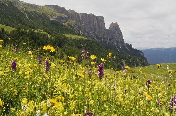 Western marsh orchid (Dactylorhiza majalis) in front of Schlern mountain, Seiser Alm, South Tyrol, Italy, Europe