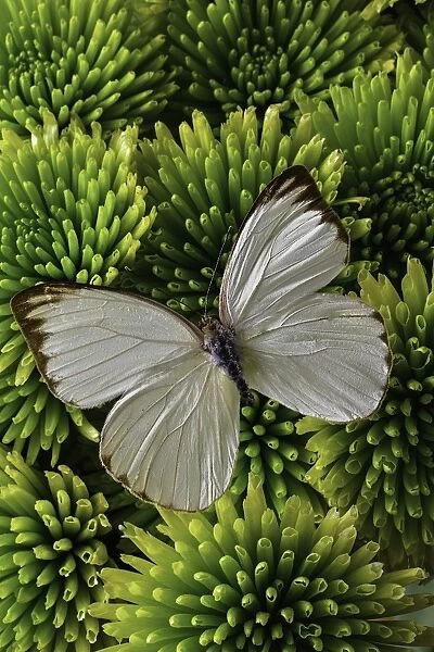 White butterfly on green poms