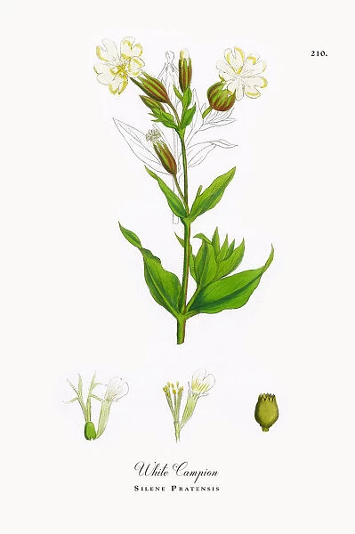 White Campion, Silene Pratensis, Victorian Botanical Illustration, 1863